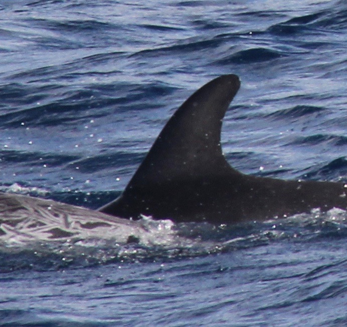LeftDorsal