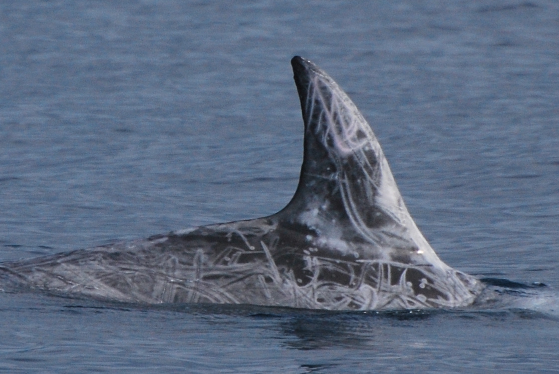 RightDorsal