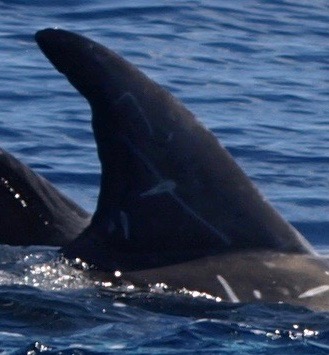 RightDorsal