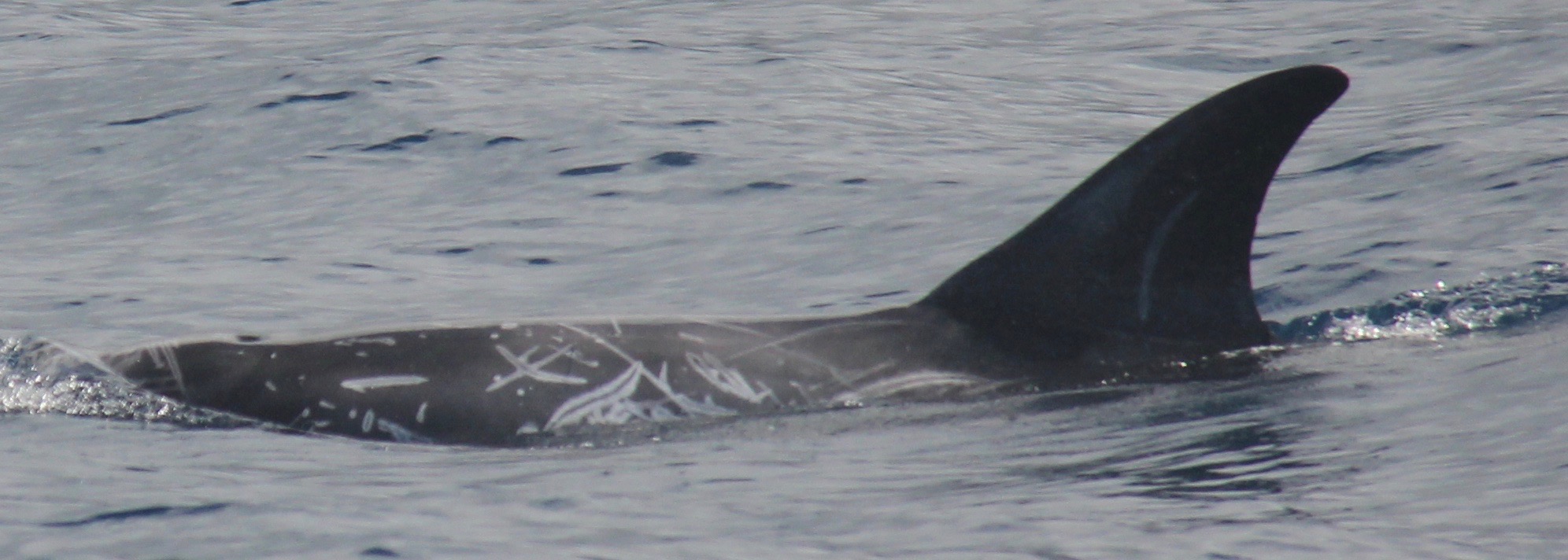 LeftDorsal
