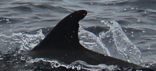 LeftDorsal