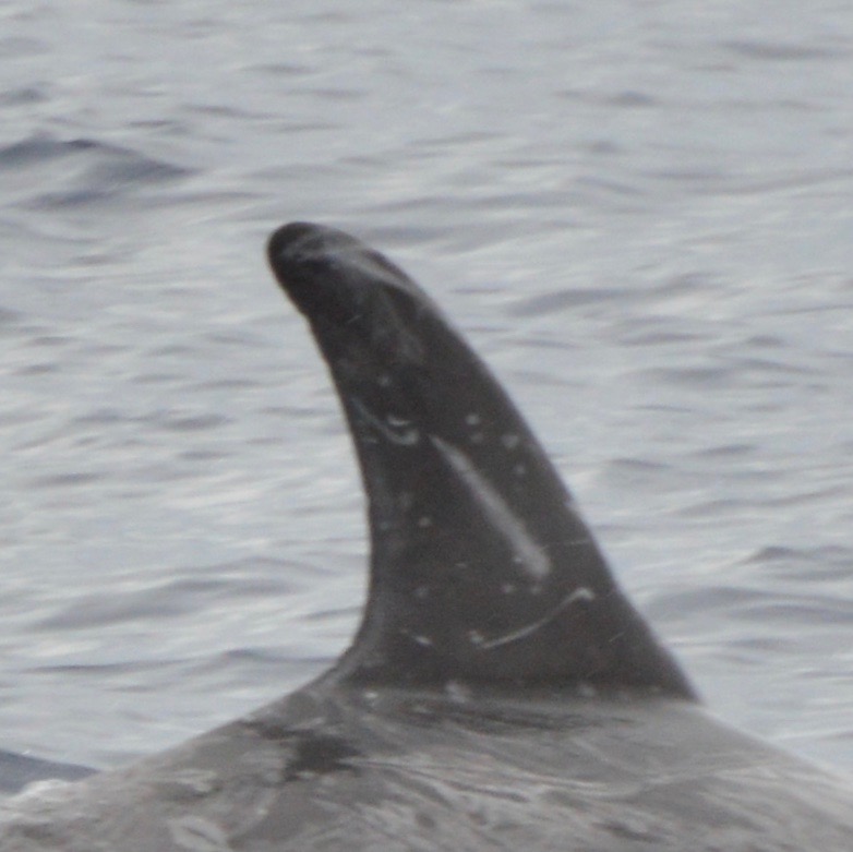RightDorsal