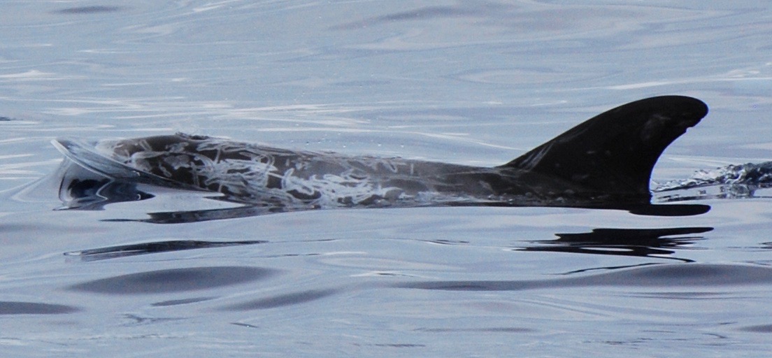 LeftDorsal