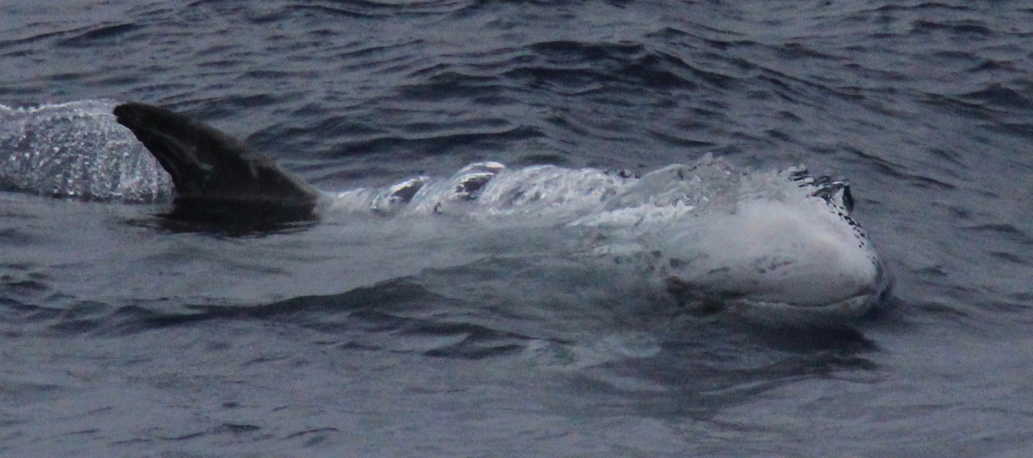 RightDorsal