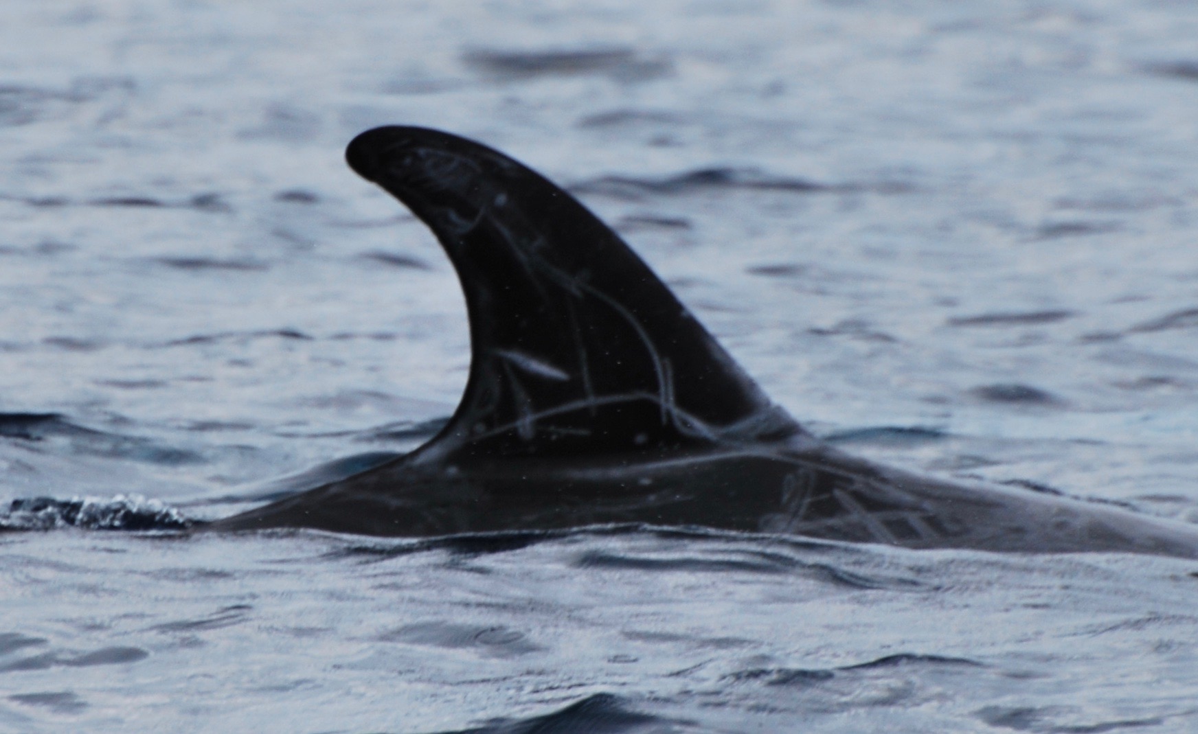 RightDorsal