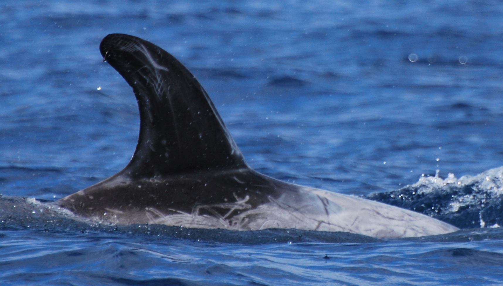 RightDorsal