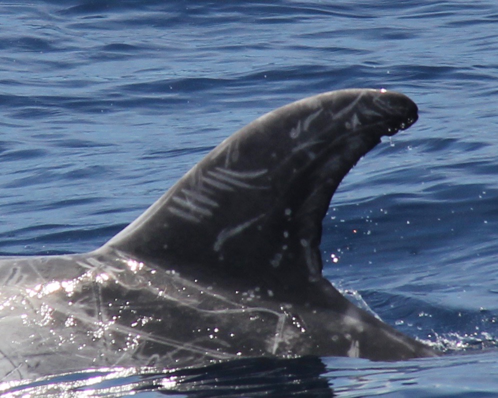 LeftDorsal
