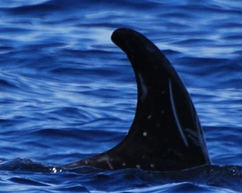 RightDorsal