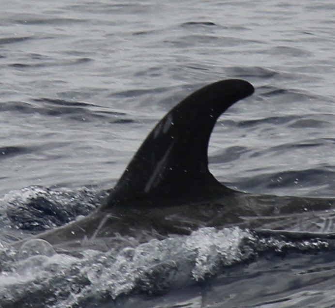 LeftDorsal