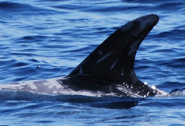 LeftDorsal