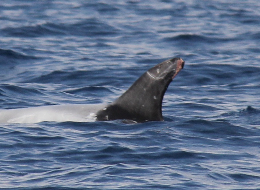 LeftDorsal