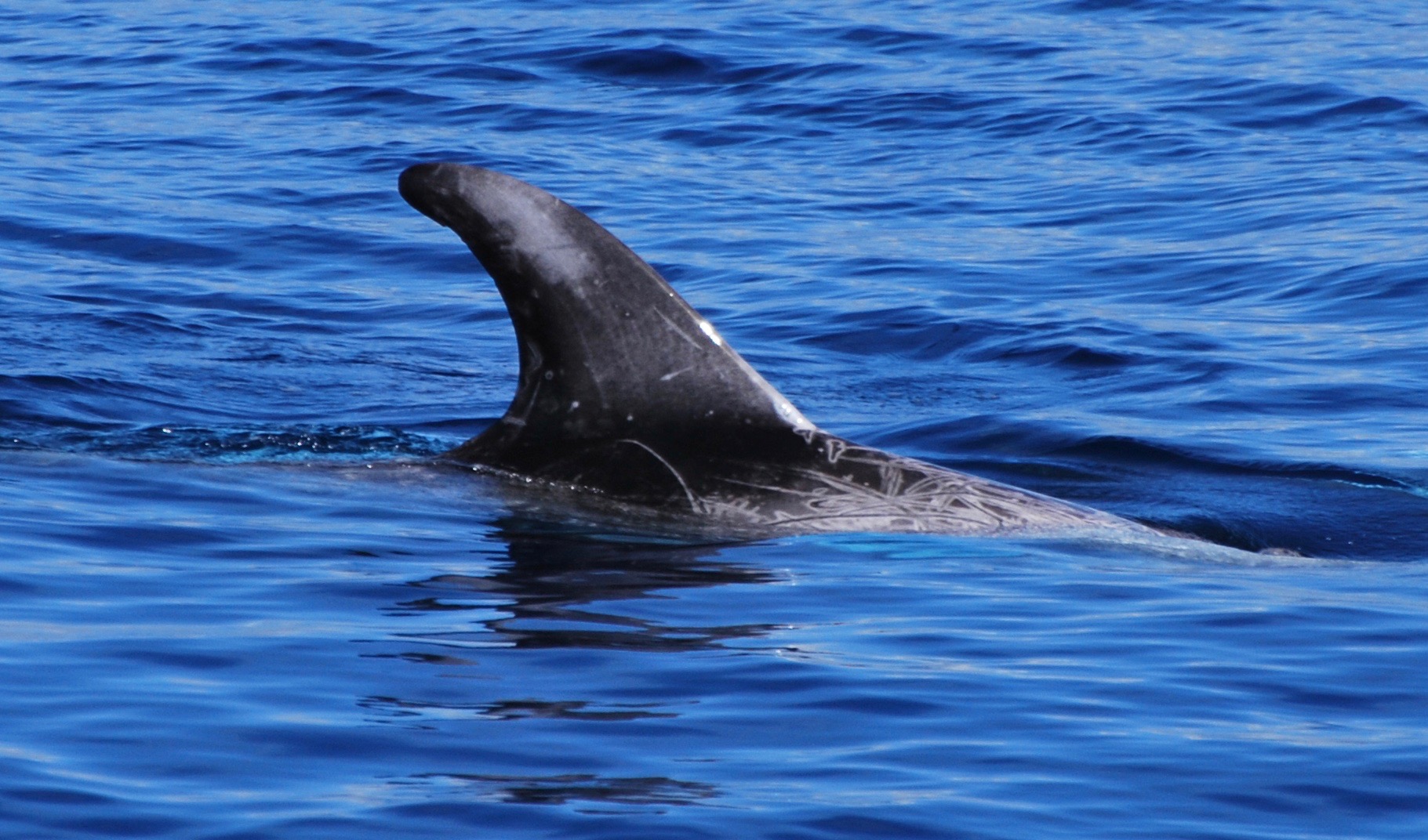 RightDorsal