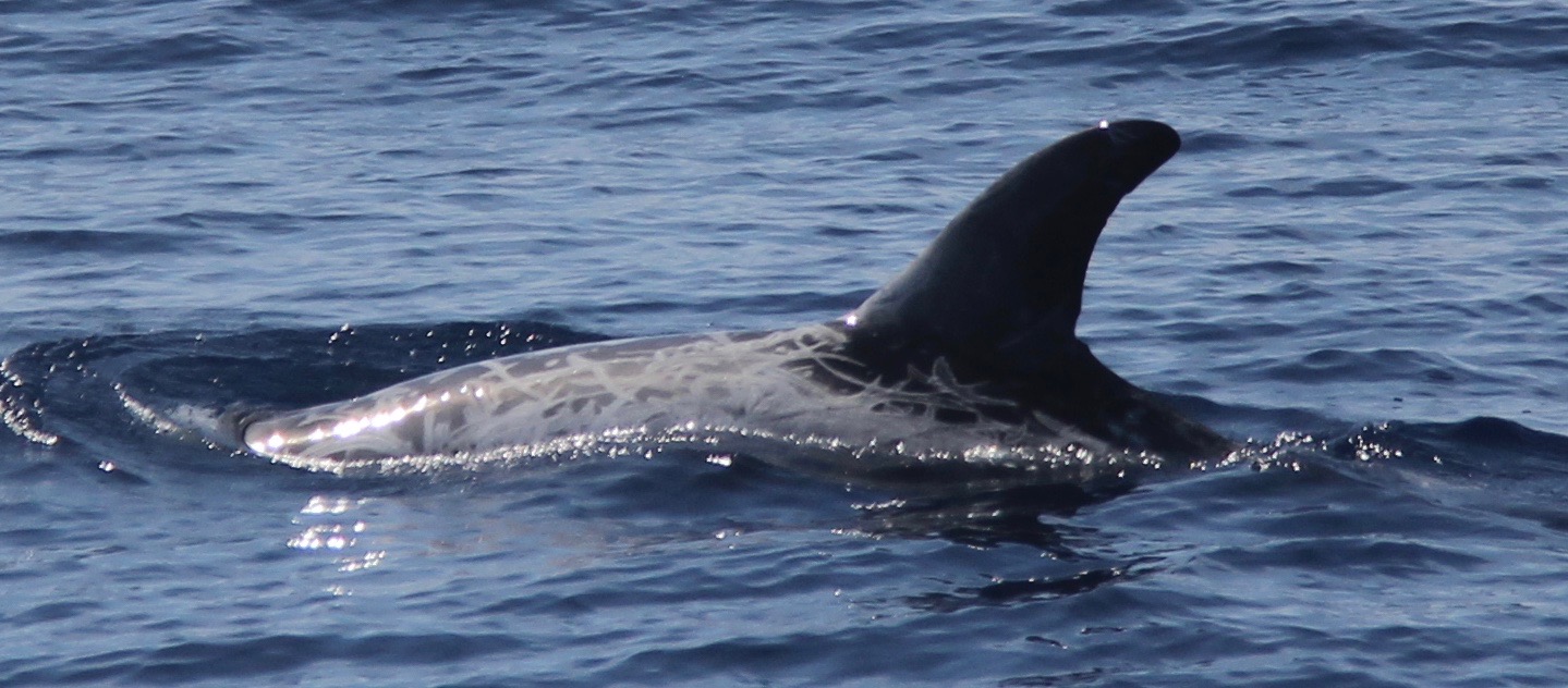 LeftDorsal