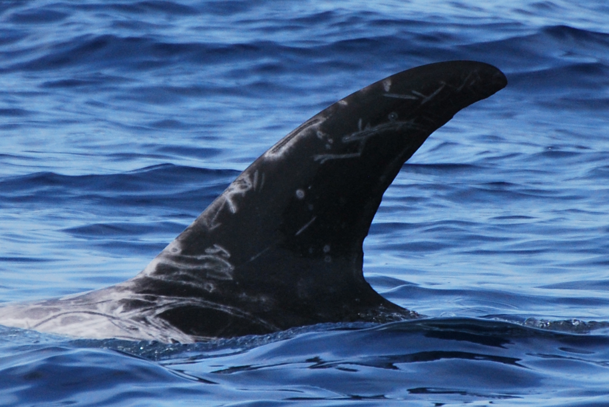 LeftDorsal
