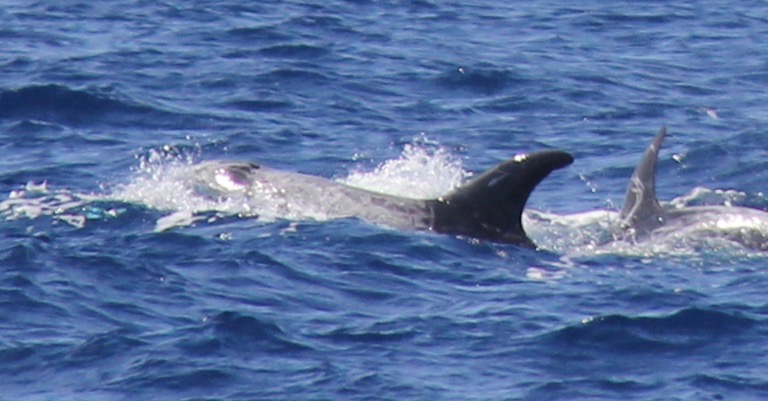 LeftDorsal
