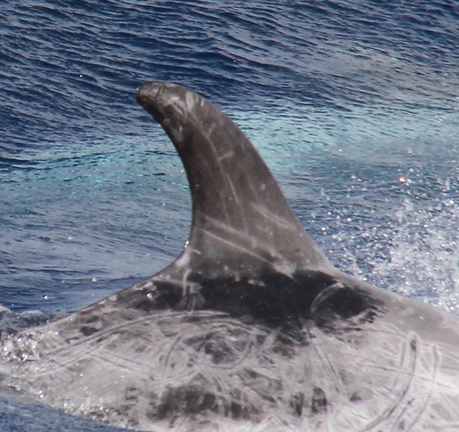 RightDorsal