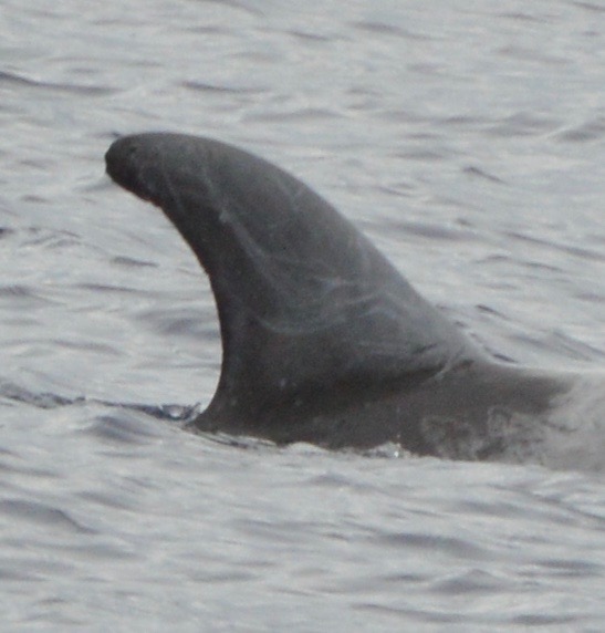 RightDorsal