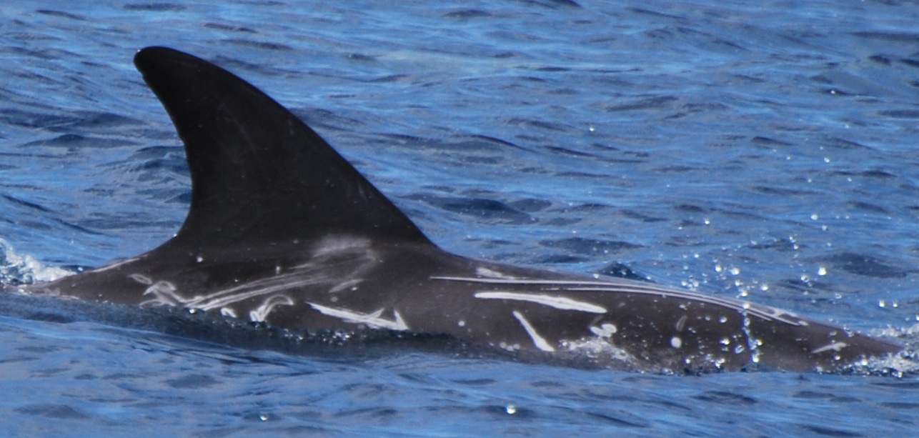 RightDorsal