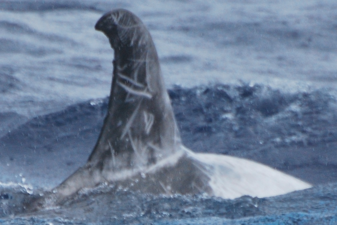 RightDorsal