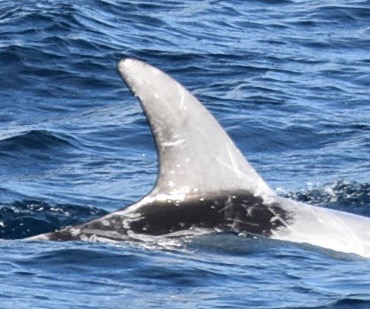 RightDorsal