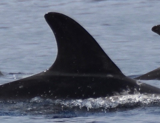 RightDorsal