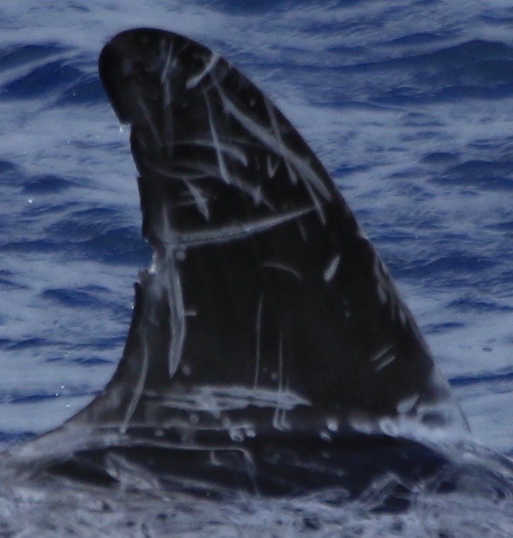 RightDorsal