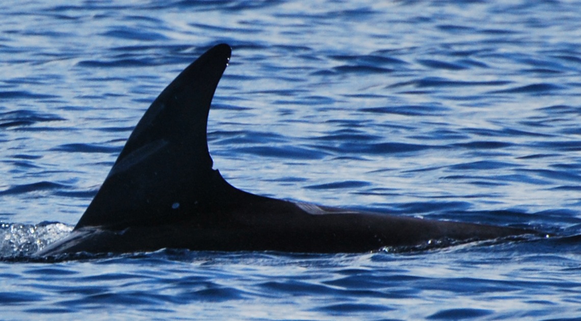 LeftDorsal