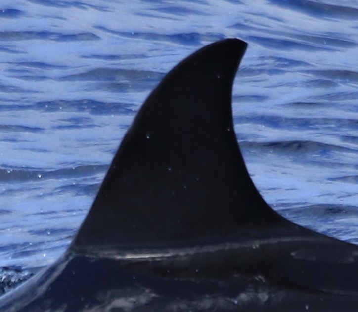 LeftDorsal