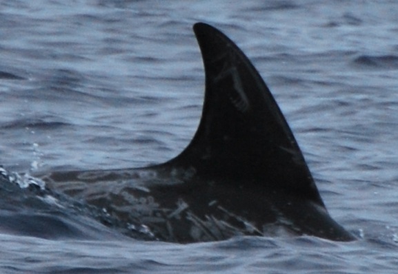 RightDorsal