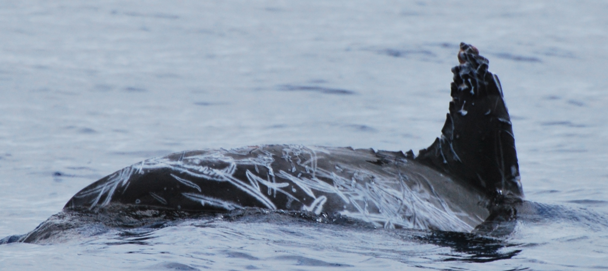 RightDorsal