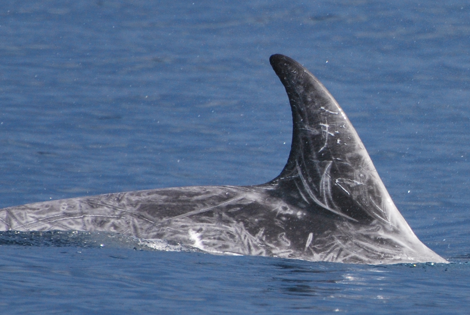 RightDorsal