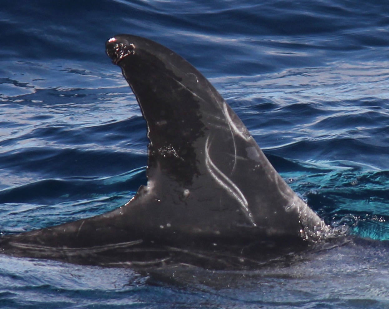 RightDorsal
