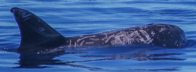RightDorsal