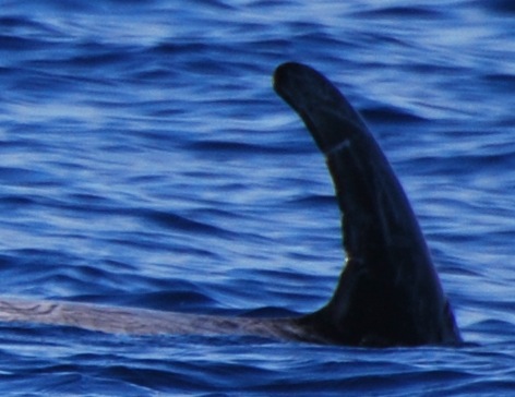 RightDorsal