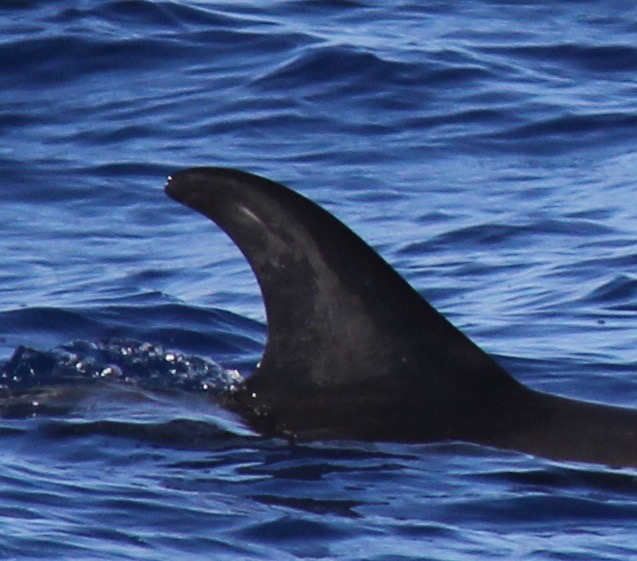 RightDorsal