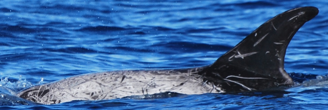 LeftDorsal