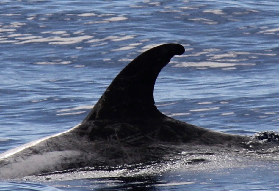 LeftDorsal