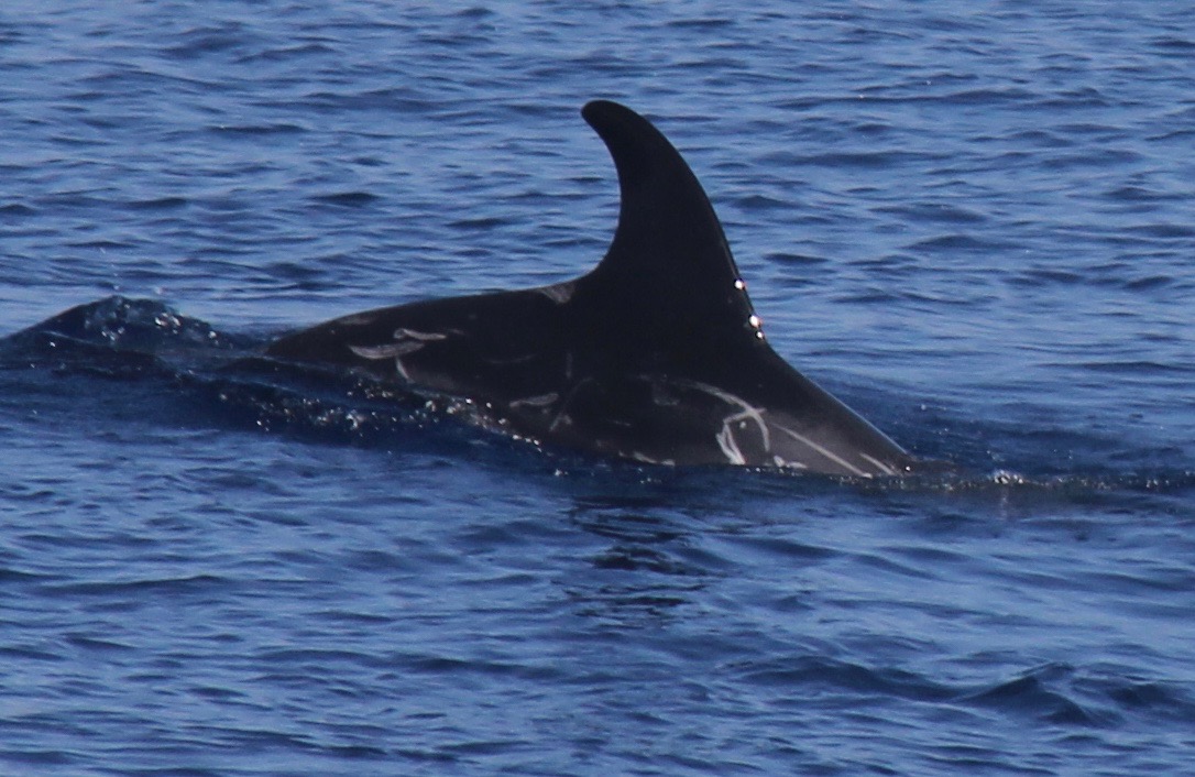 RightDorsal
