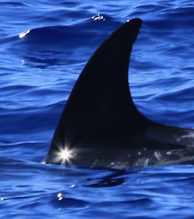 LeftDorsal