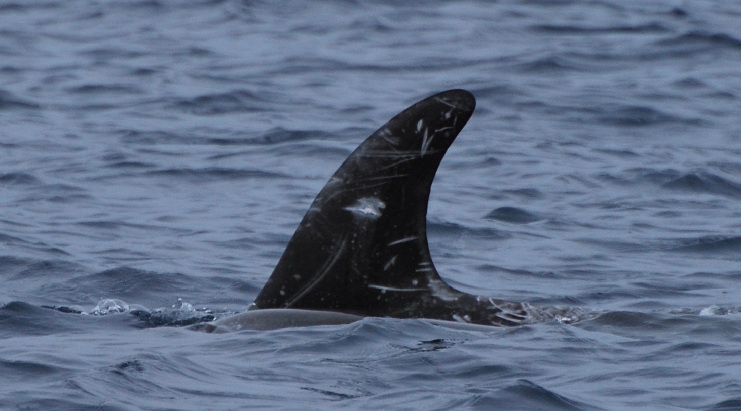 LeftDorsal