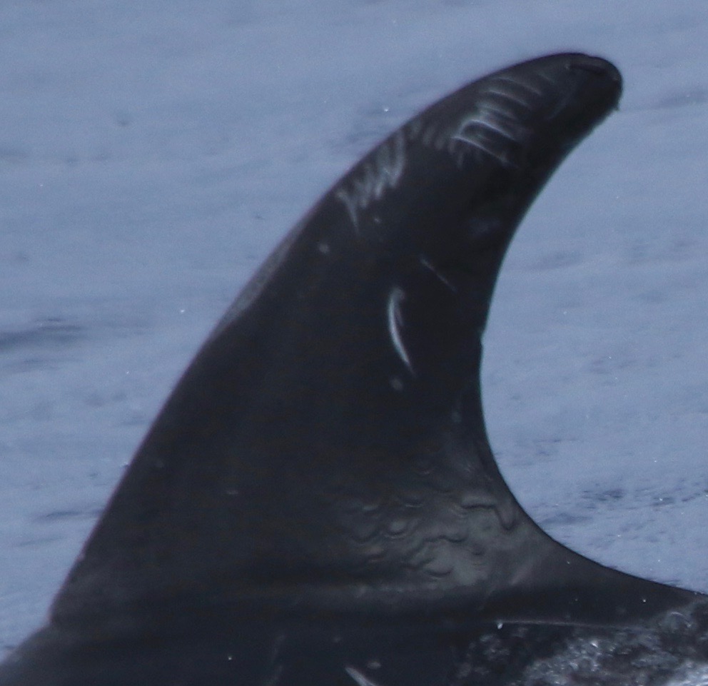 LeftDorsal