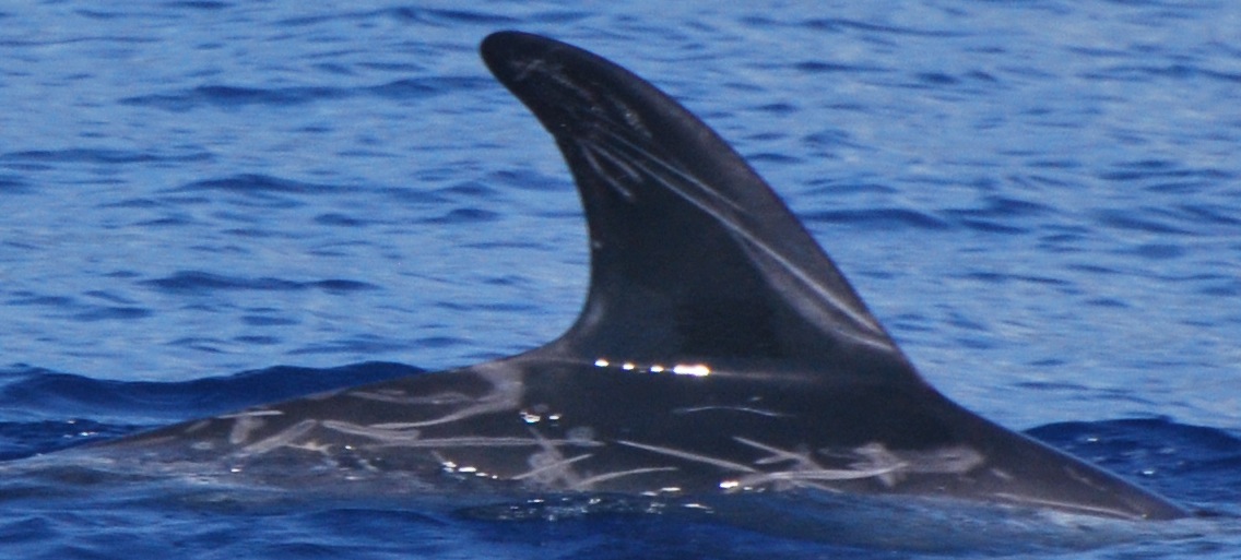 RightDorsal