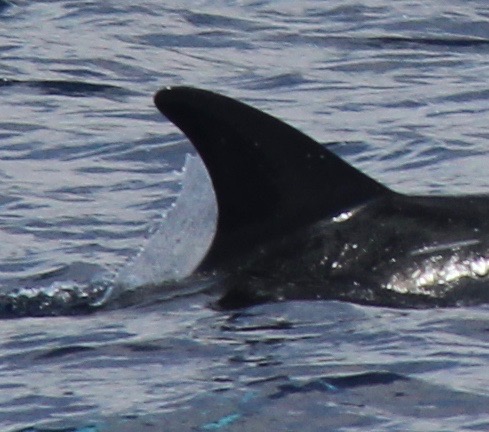 RightDorsal