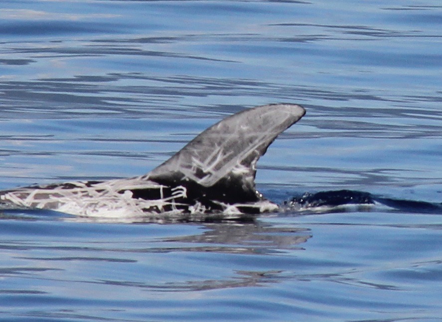 LeftDorsal