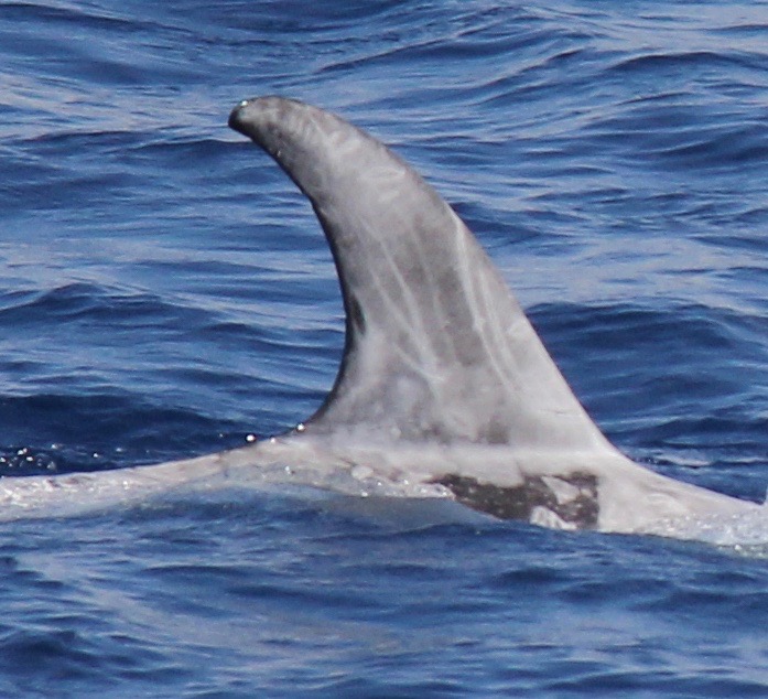 RightDorsal