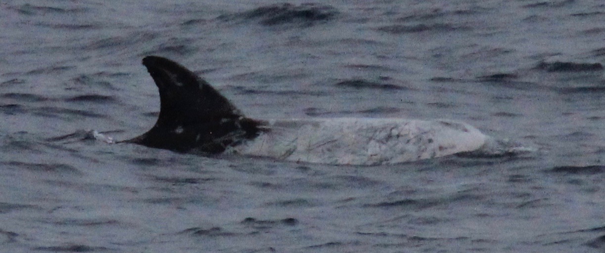 RightDorsal