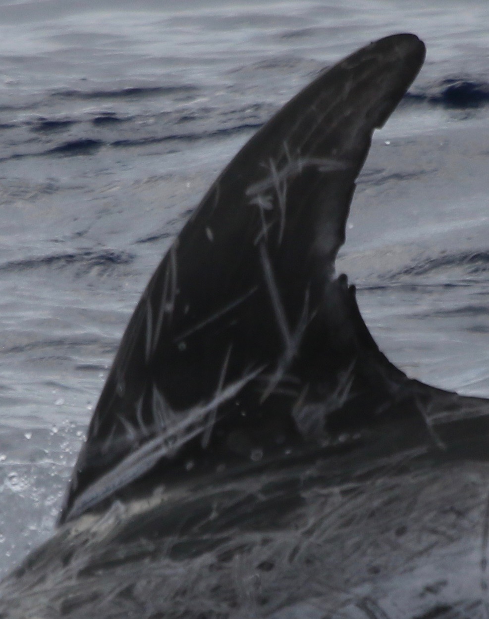 LeftDorsal