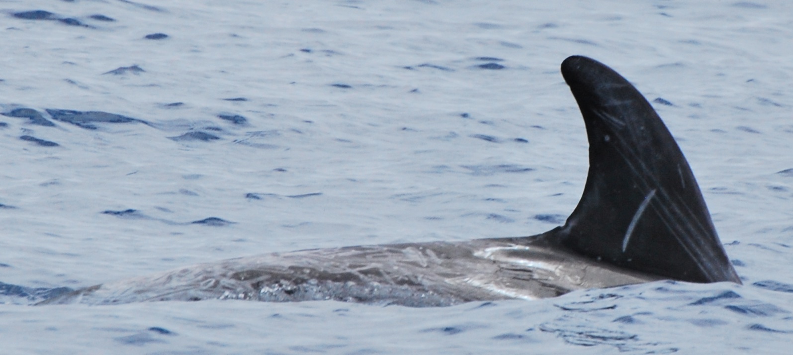 RightDorsal