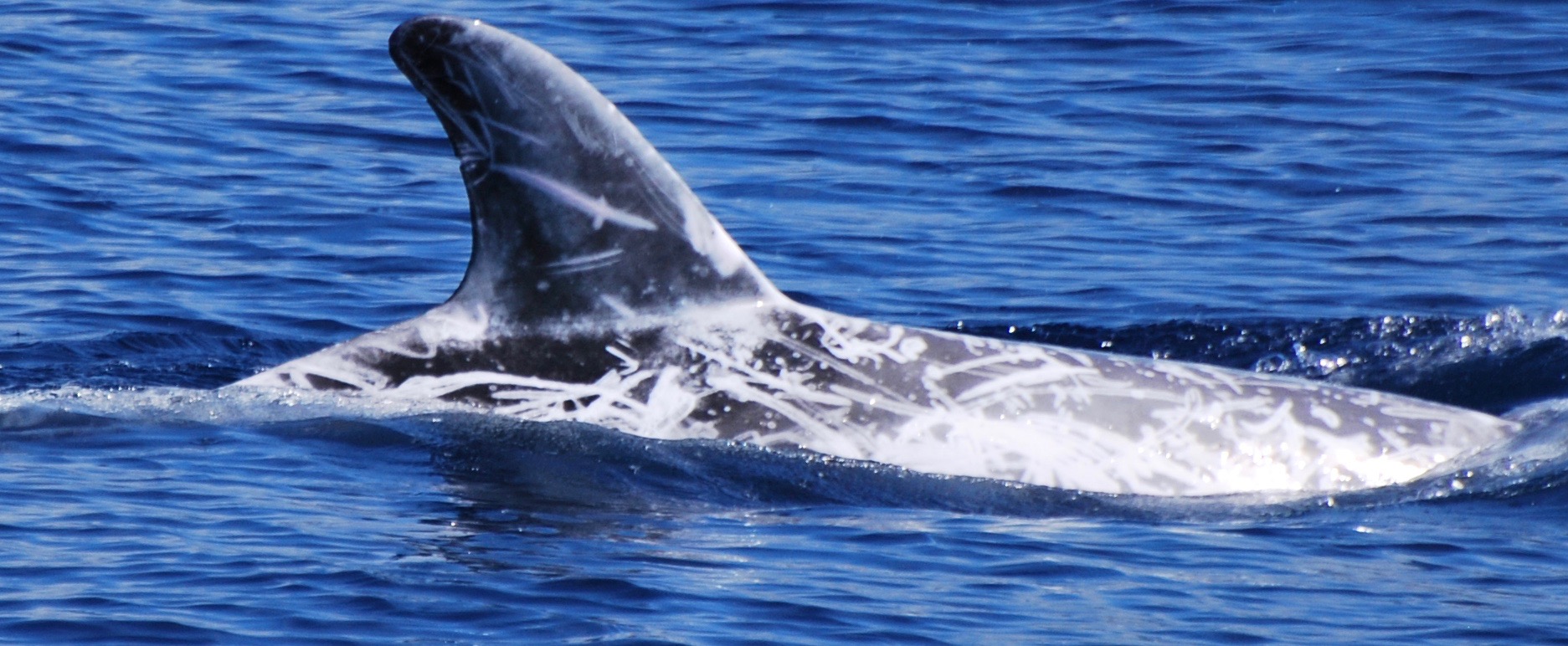 RightDorsal