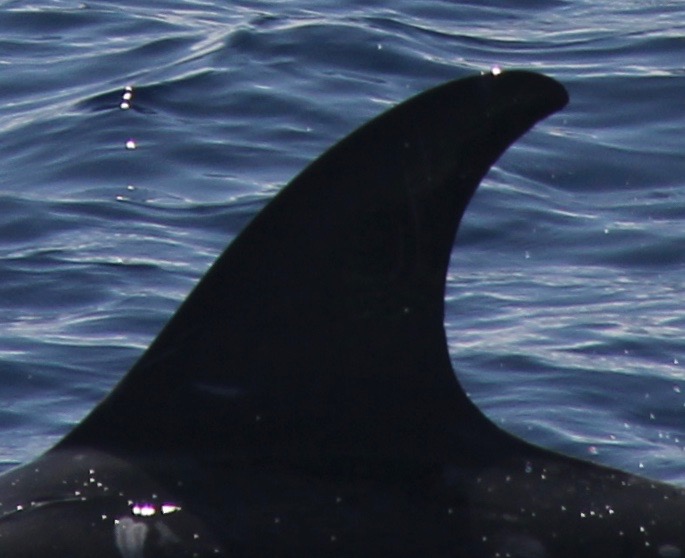 LeftDorsal